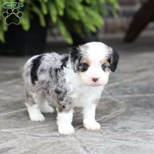 Mack, Cavapoo Puppy
